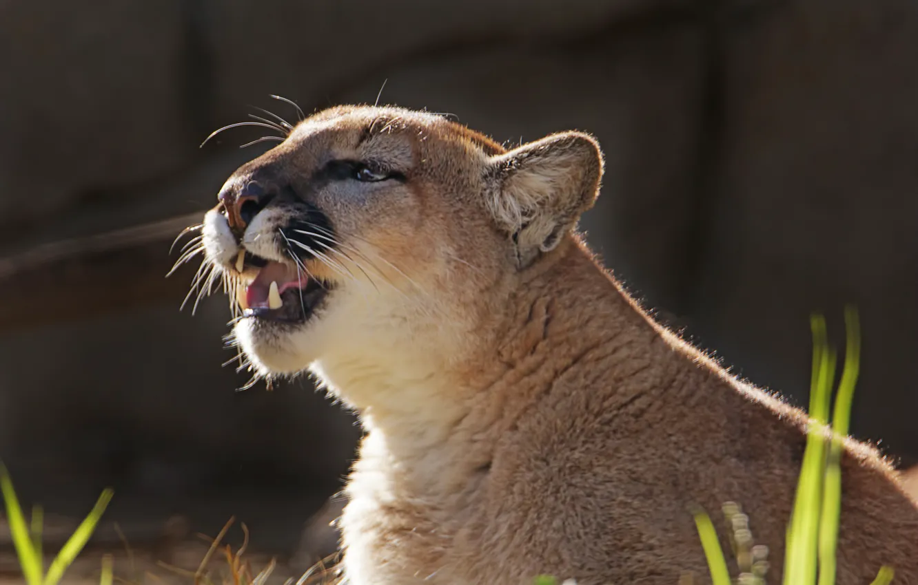 Photo wallpaper predator, Puma, wild cat, mountain lion, Cougar