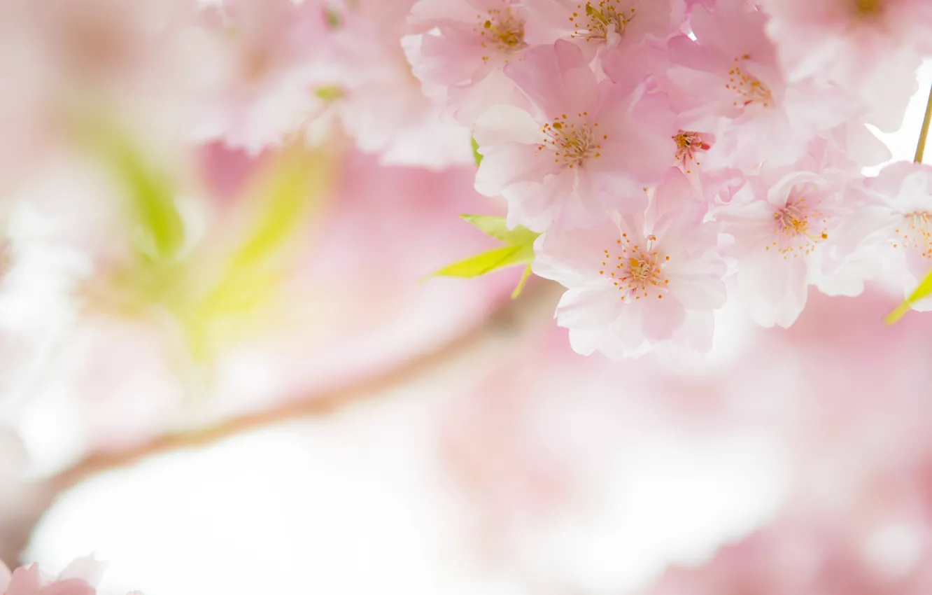 Photo wallpaper macro, cherry, pink, tenderness, spring, Sakura