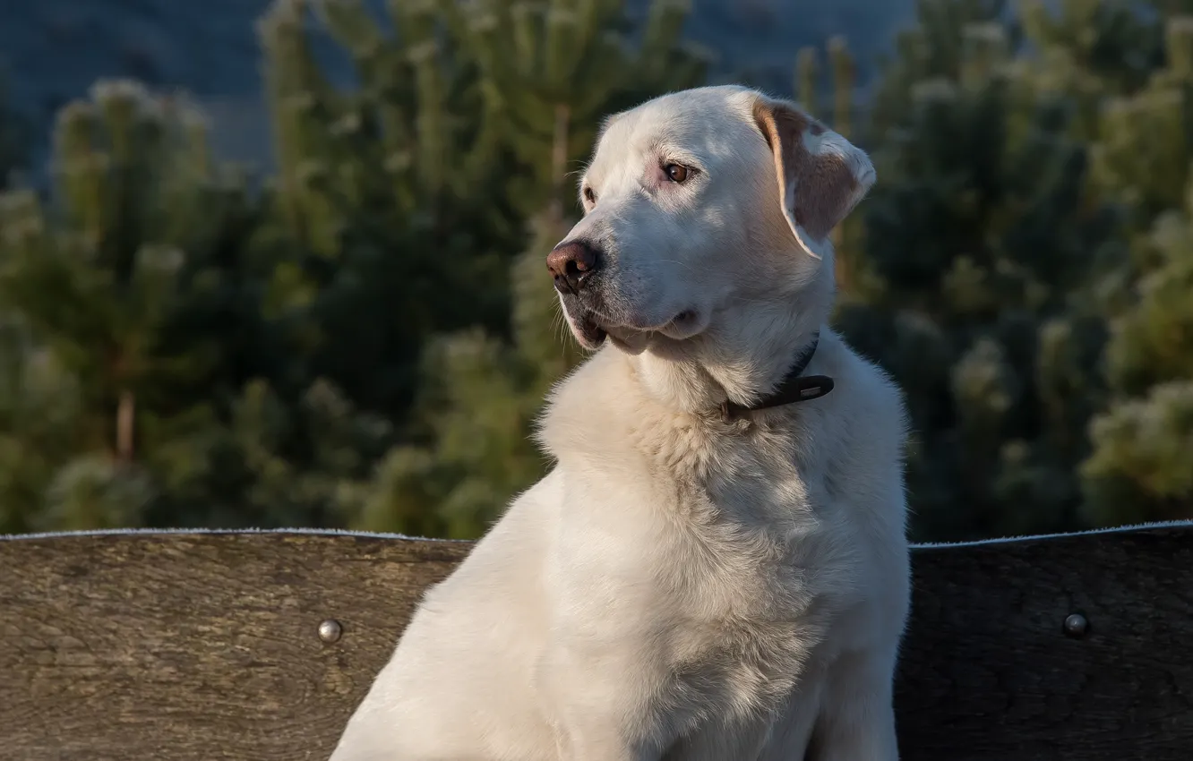 Photo wallpaper white, face, nature, background, portrait, dog, dog