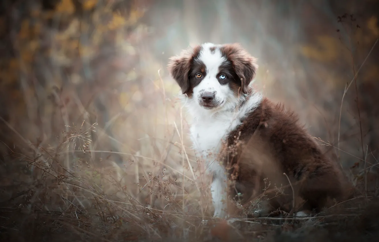 Photo wallpaper autumn, look, fog, background, foliage, dog, stem, puppy