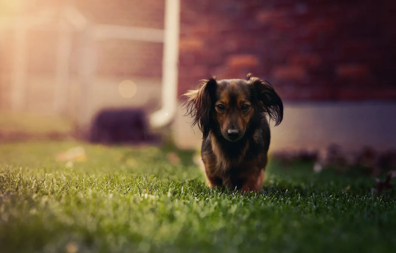 Photo wallpaper grass, dog, Dachshund