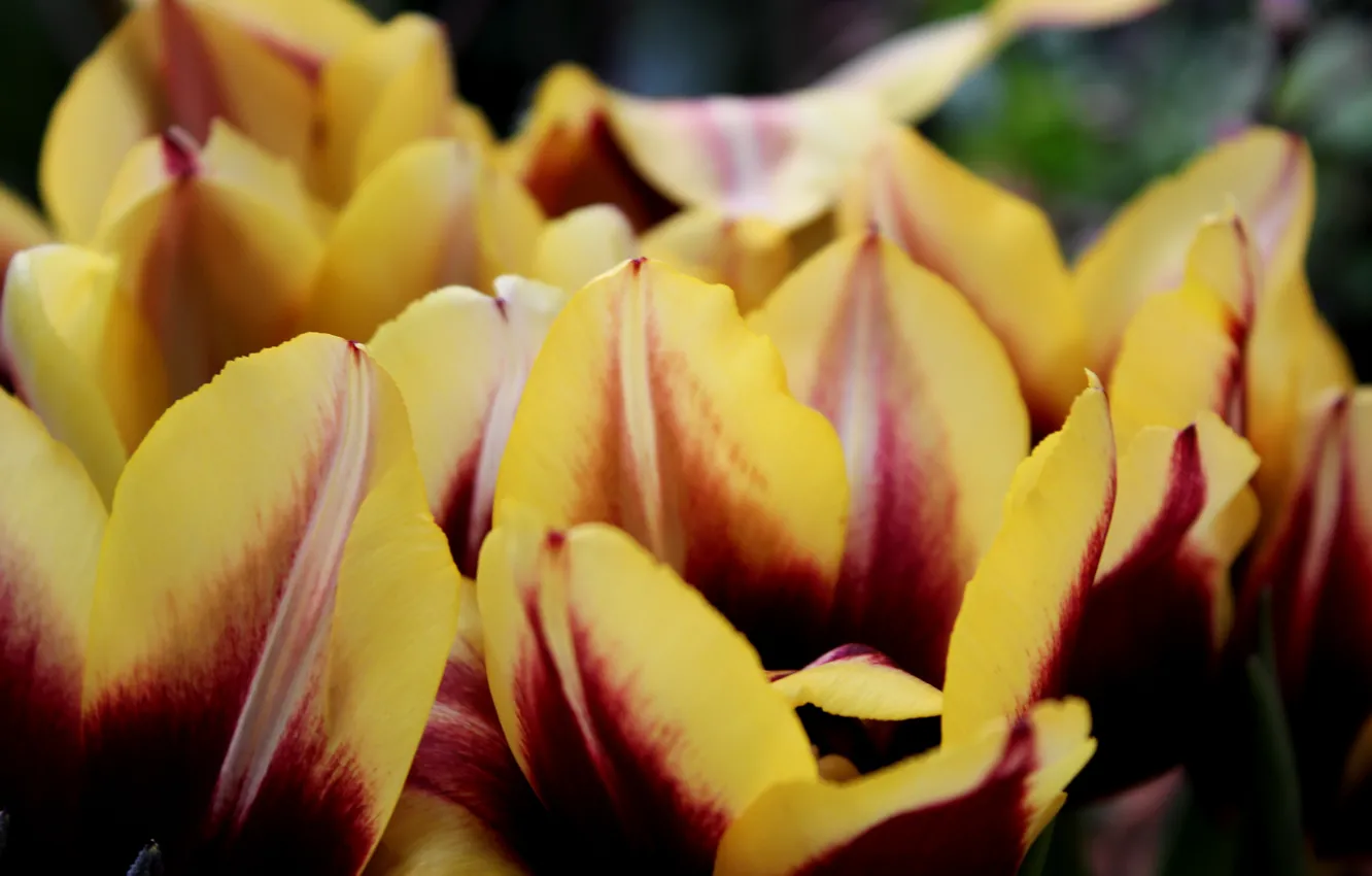 Photo wallpaper paint, spring, tulips, exhibition