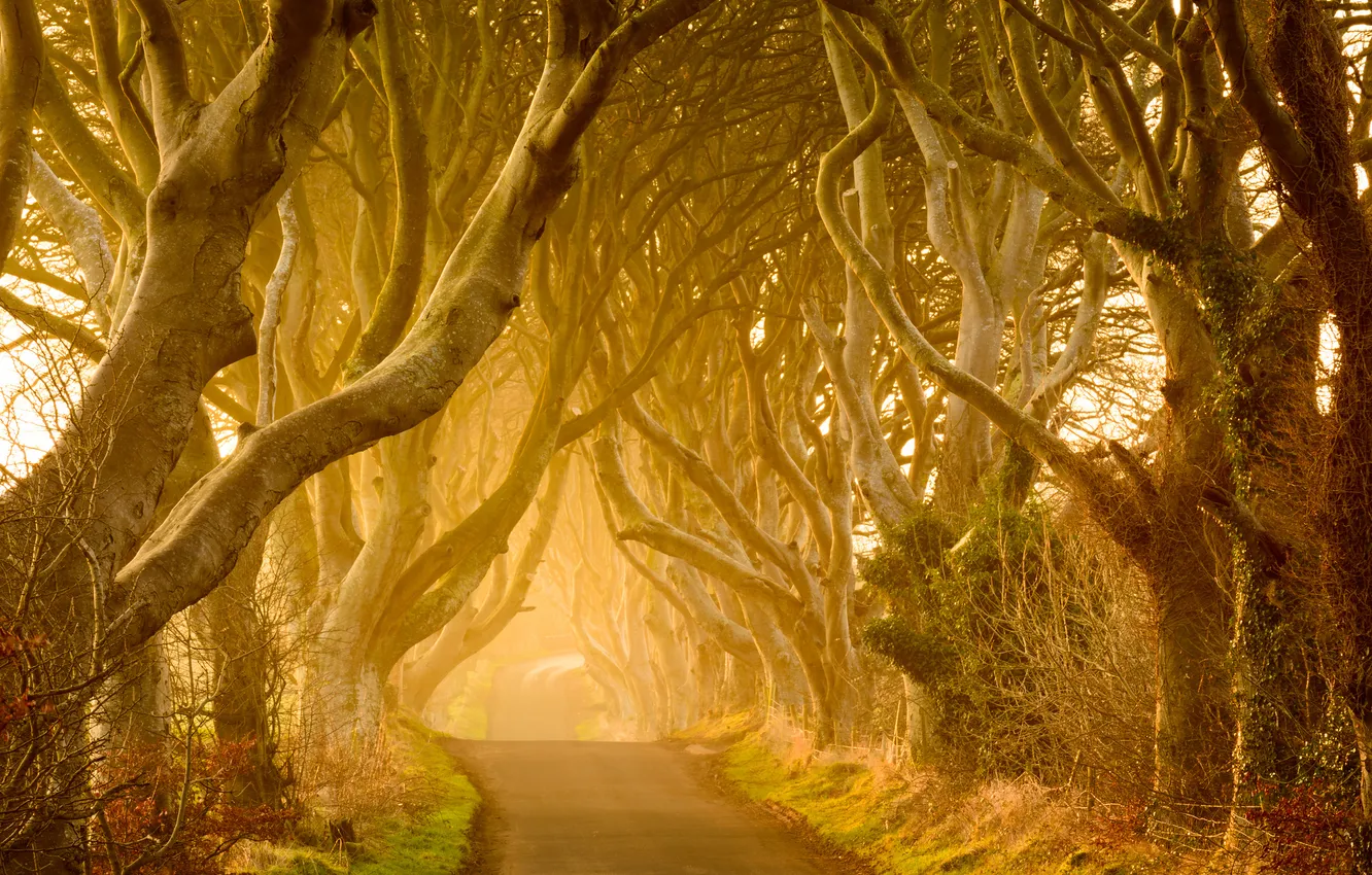 Photo wallpaper road, light, trees, fog, morning