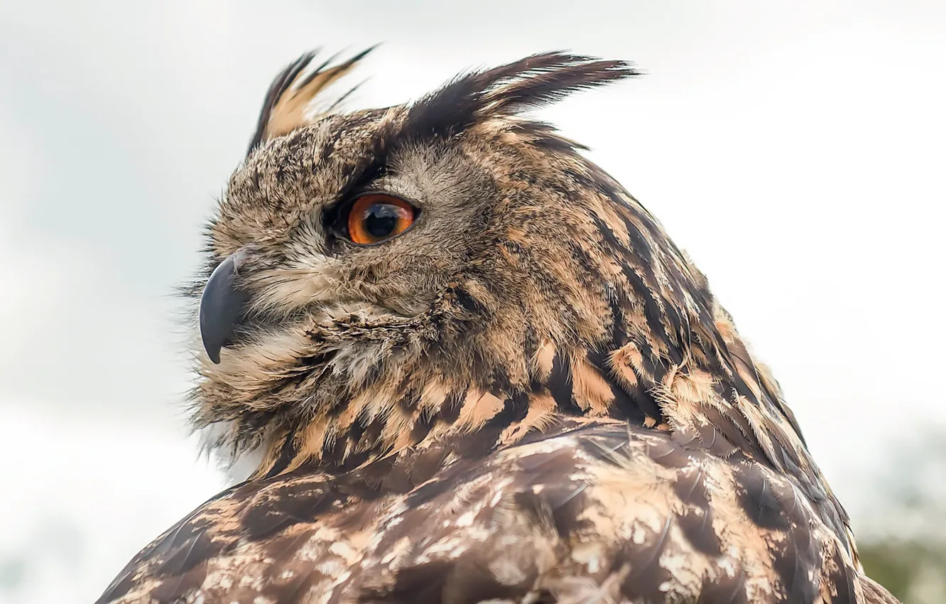 Photo wallpaper nature, bird, Eurasian Eagle Owl
