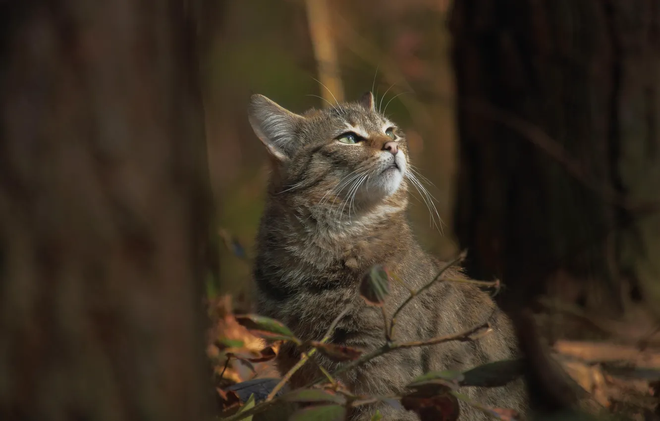 Photo wallpaper autumn, forest, nature, forest, wild cat, nature, autumn, Wildcat
