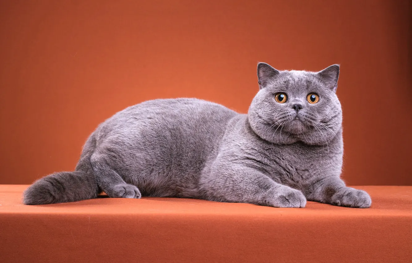 Photo wallpaper cat, cat, look, pose, kitty, grey, cat, muzzle