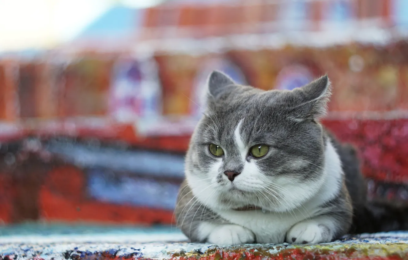 Photo wallpaper cat, cat, look, grey, background, street, lies, color