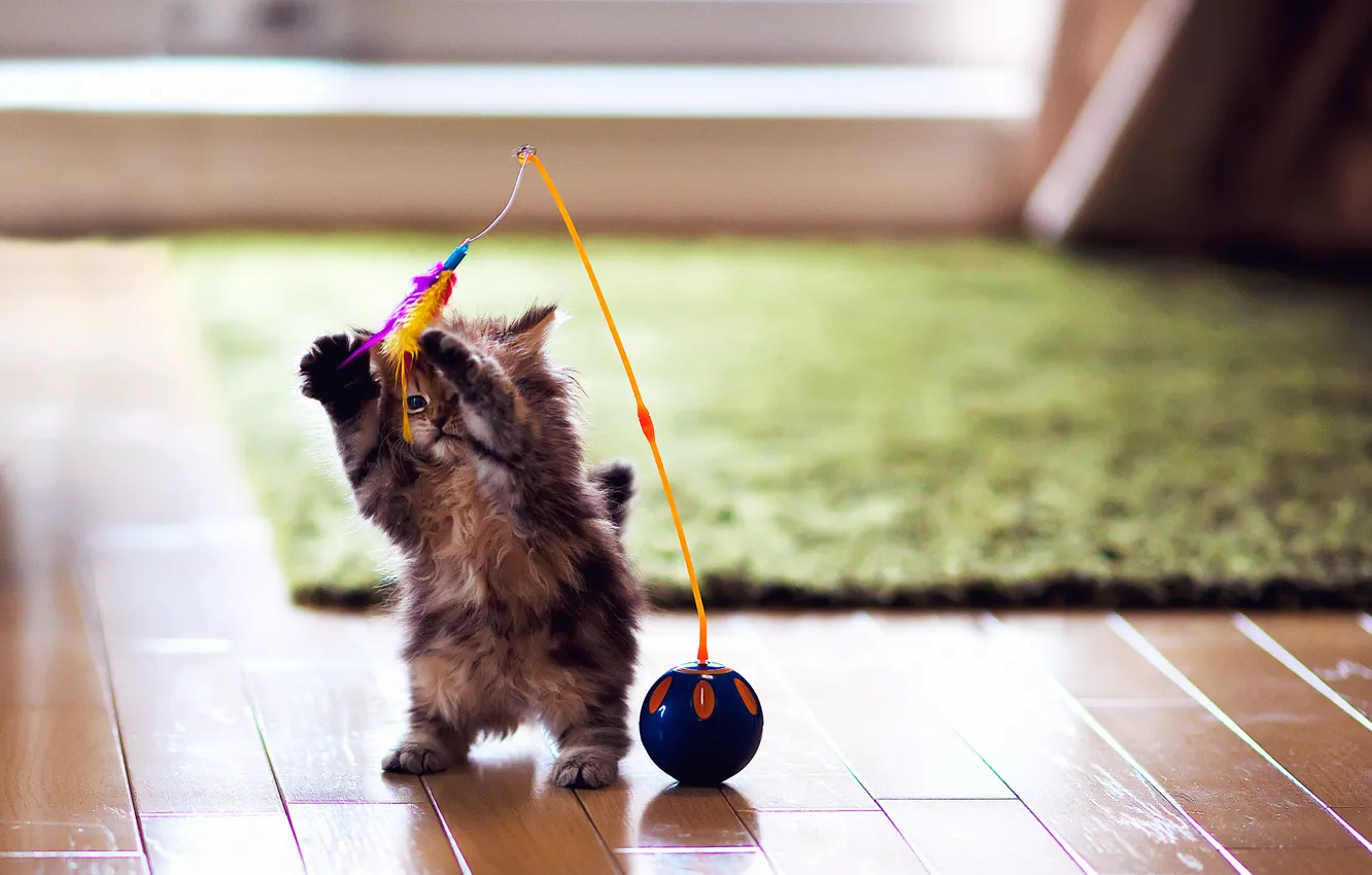 Photo wallpaper cat, kitty, carpet, toy, the game, ball, feathers, flooring