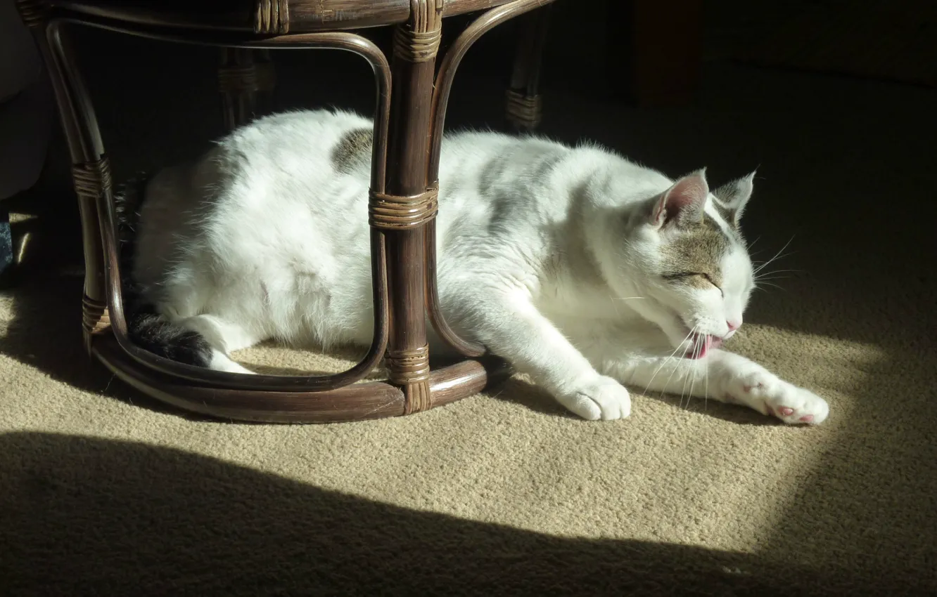 Photo wallpaper carpet, Cat, chair, lies