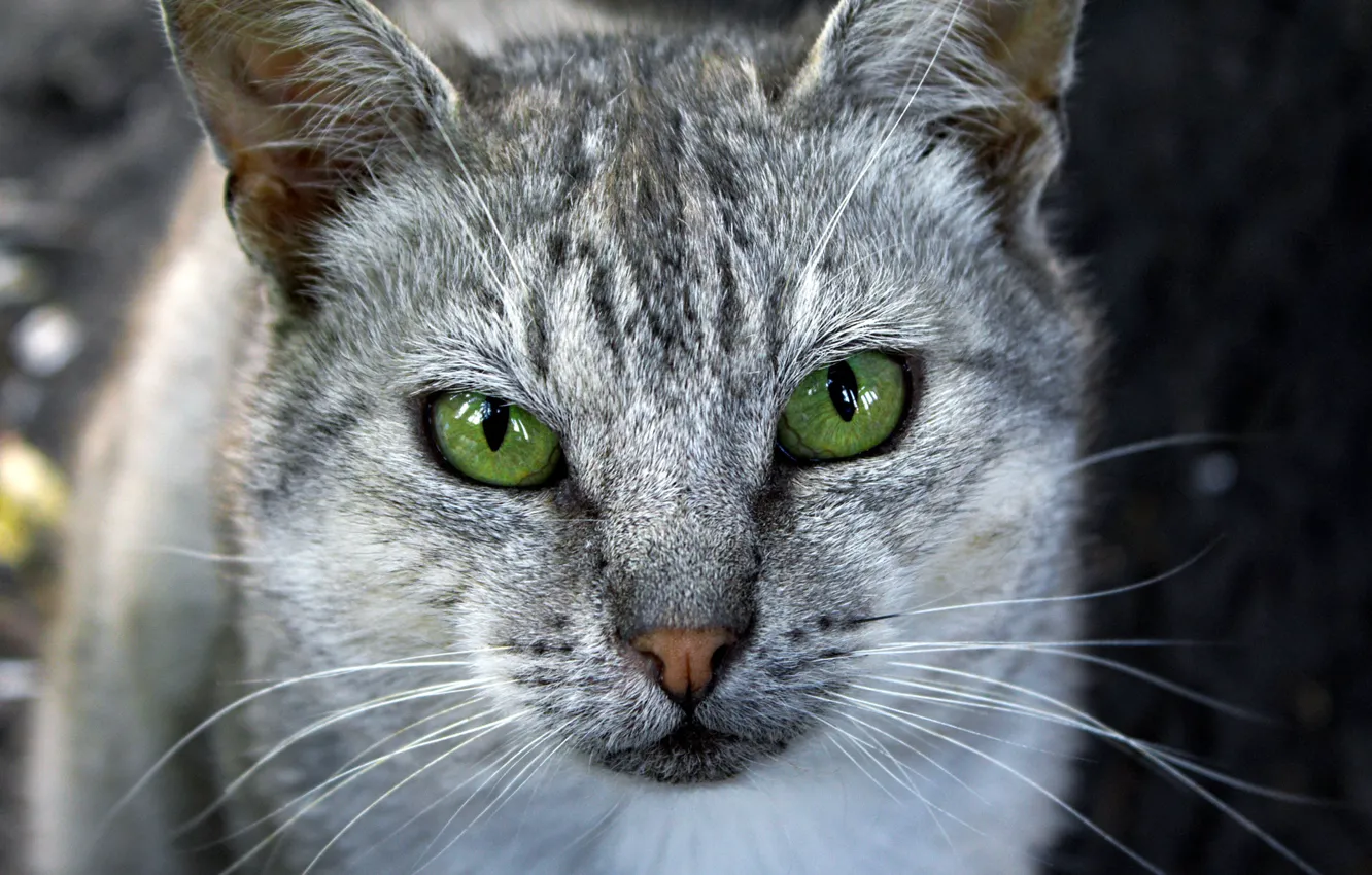 Photo wallpaper cat, eyes, green, grey