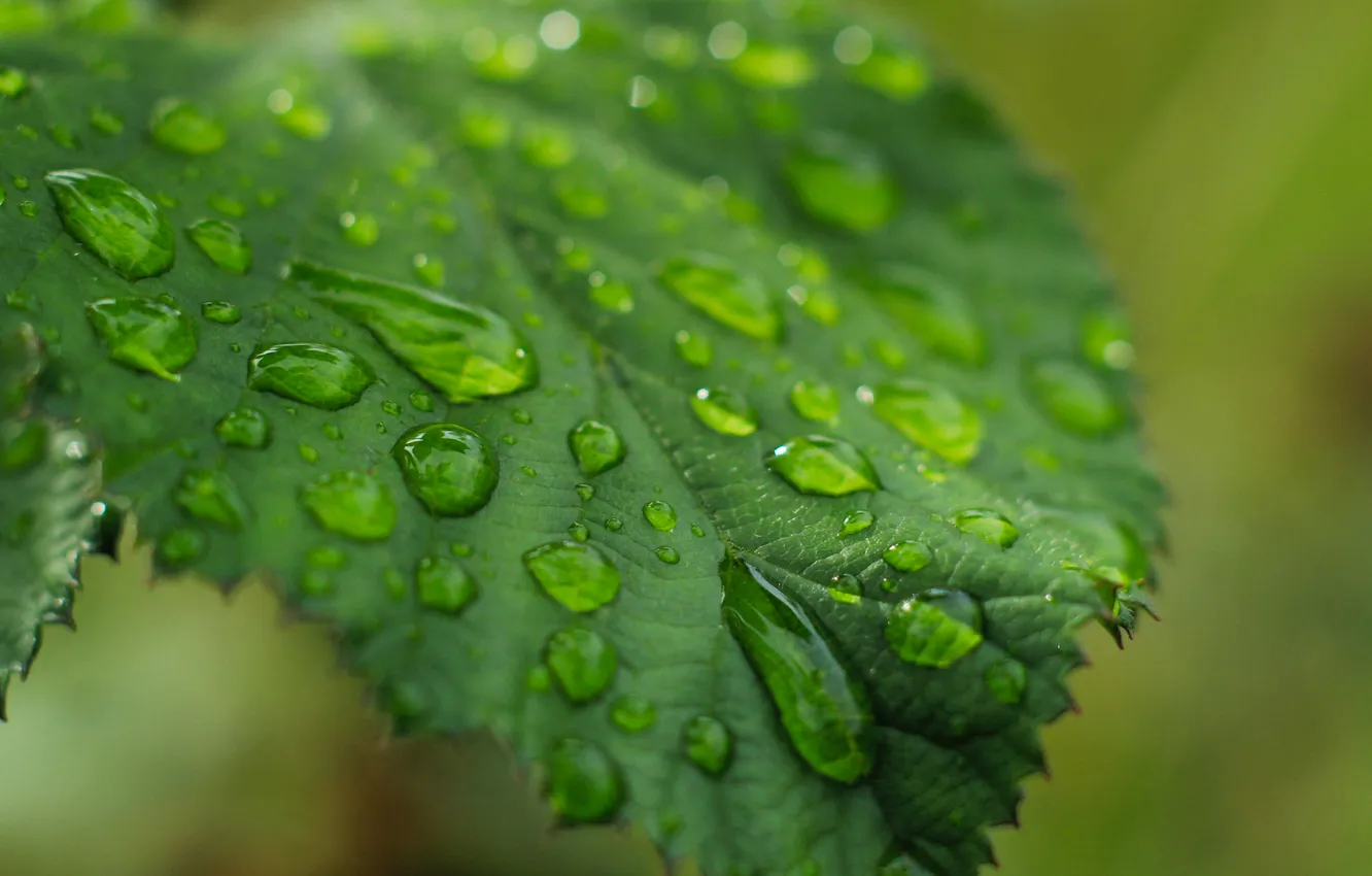 Photo wallpaper green, drops, leaf