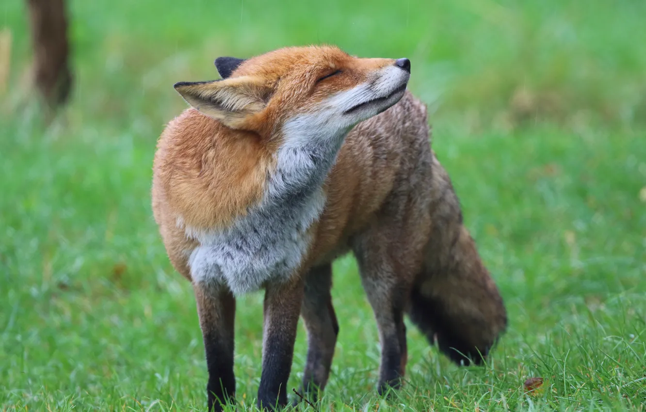 Photo wallpaper greens, summer, grass, pose, Fox, red, walk, he closed his eyes