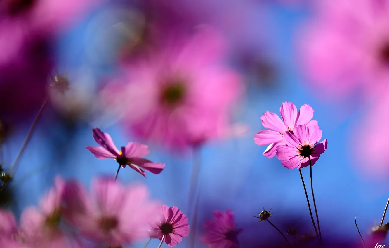 Photo wallpaper macro, flowers, blur, pink, field, kosmeya
