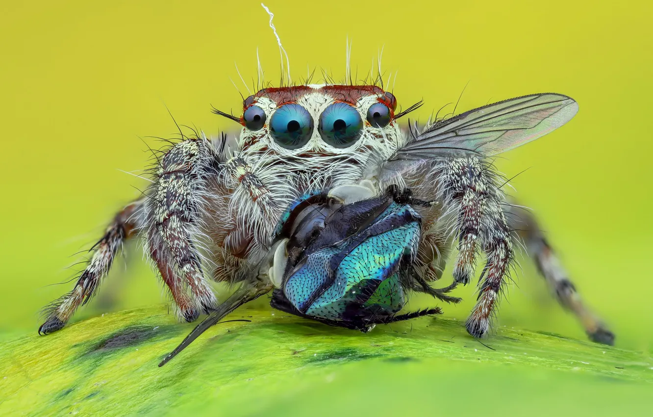 Photo wallpaper eyes, look, macro, fly, background, spider, predator, jumper
