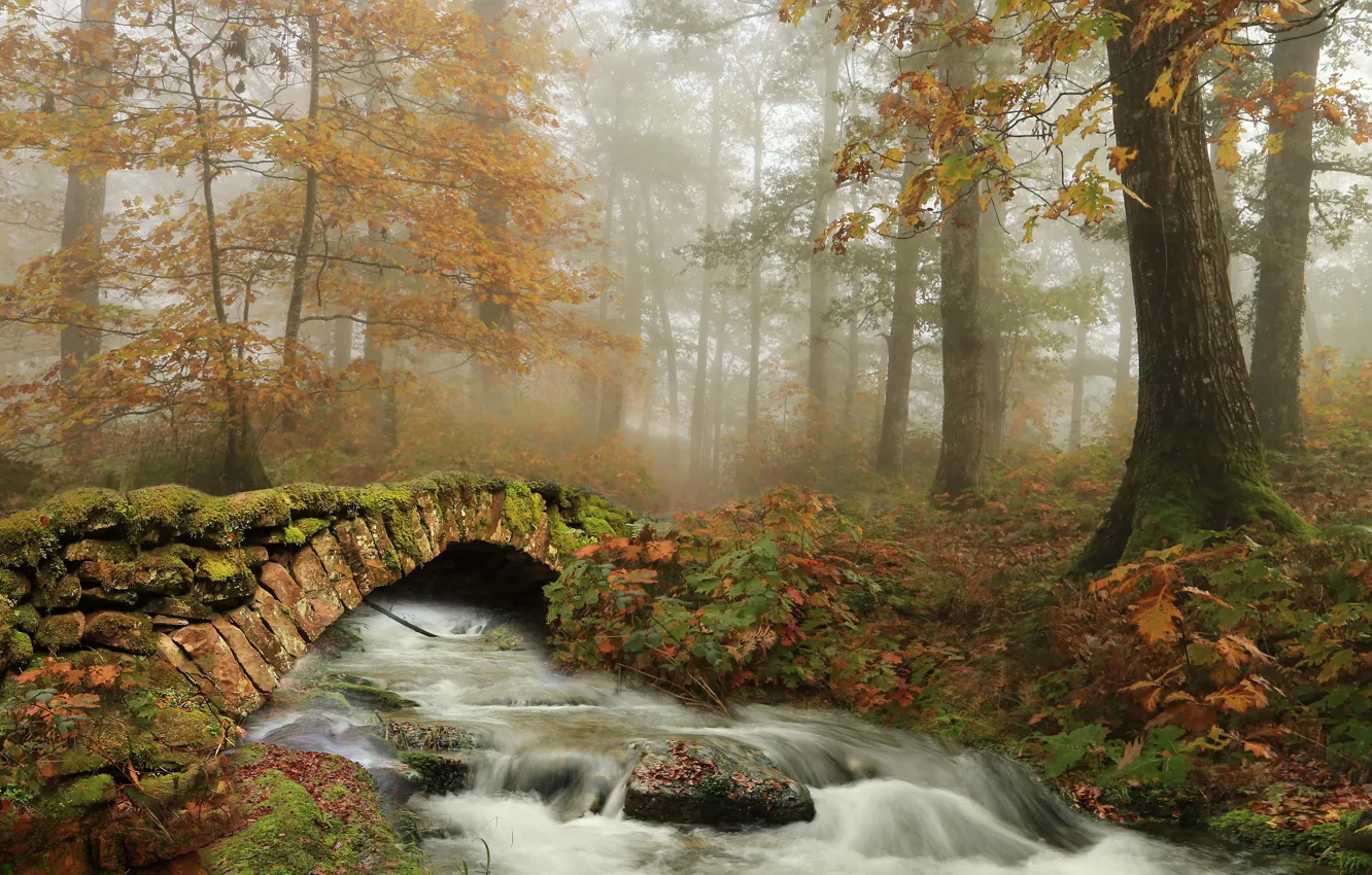 Photo wallpaper autumn, forest, trees, river, the bridge, Spain, Navarre