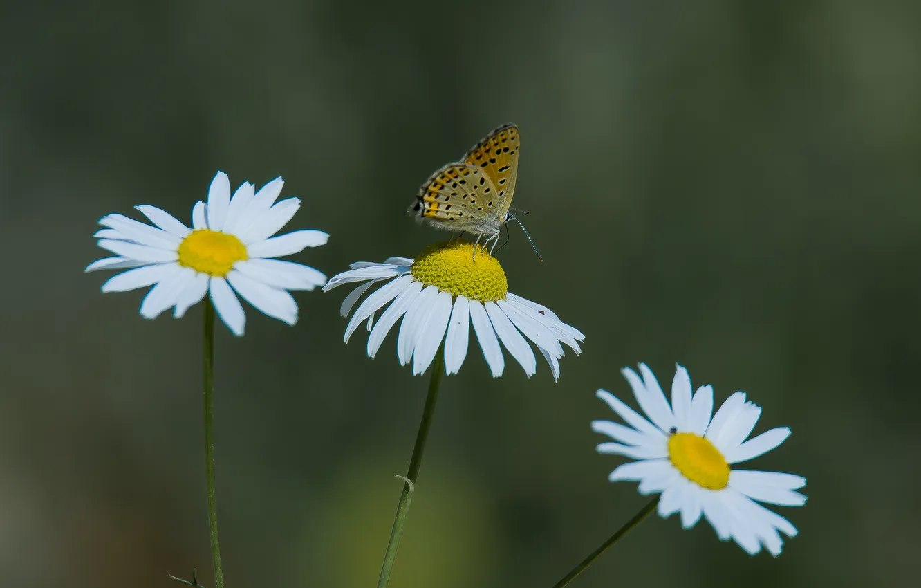 Photo wallpaper autumn, flowers, butterfly, chamomile, Blue