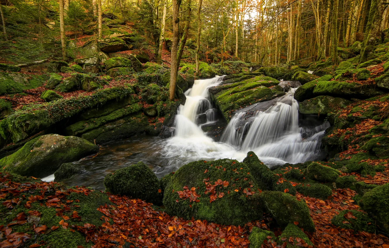 Photo wallpaper autumn, forest, trees, stones, foliage, waterfall, moss, falling leaves