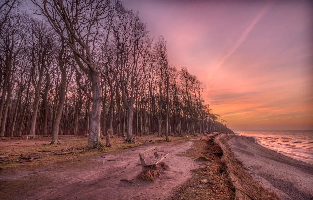 Photo wallpaper sea, forest, trees, landscape, bench, nature, shore, the evening