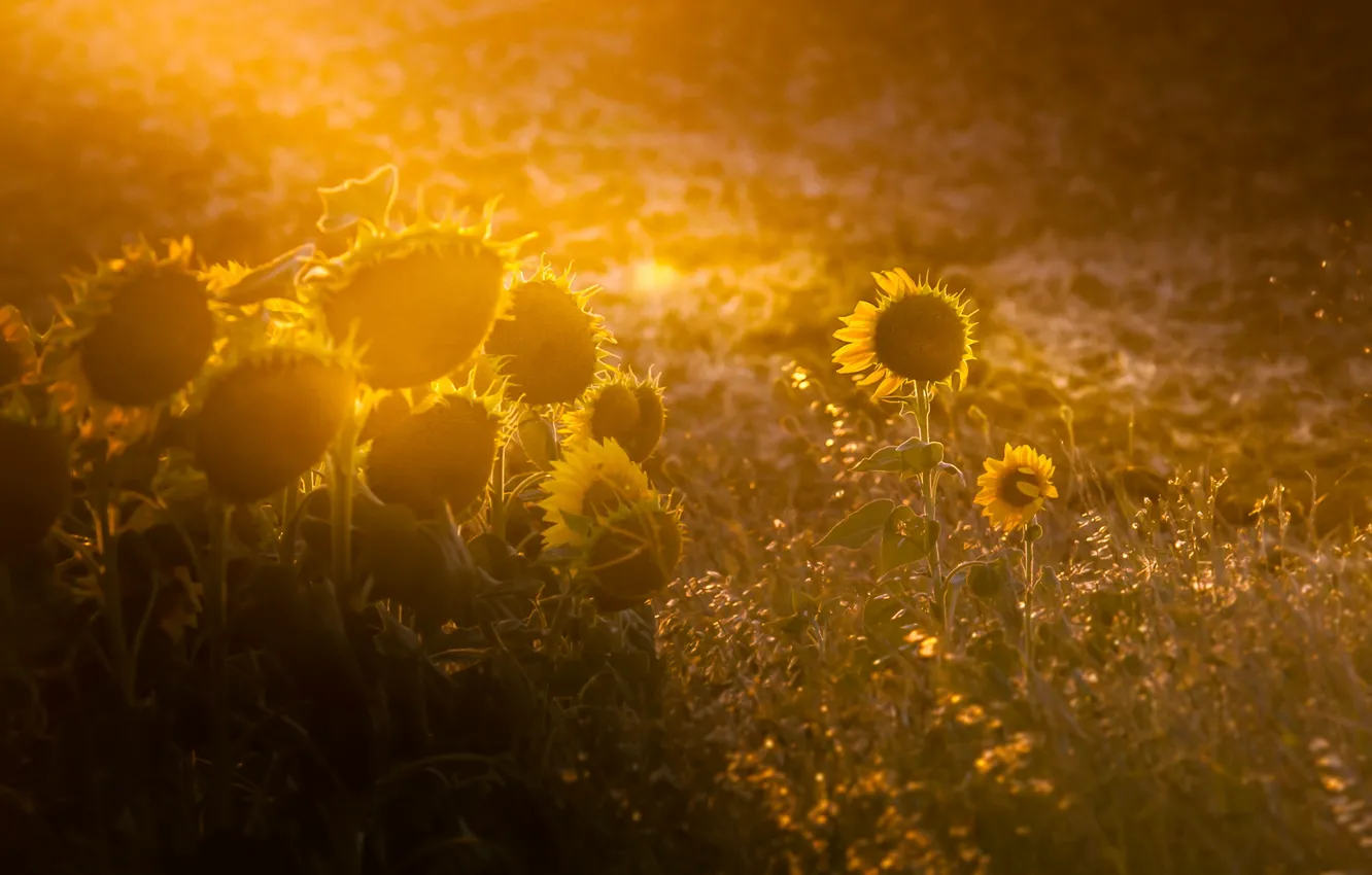 Photo wallpaper light, sunflowers, morning