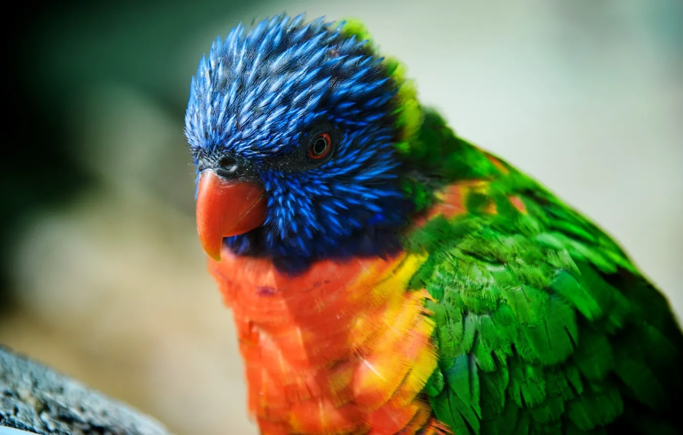 Photo wallpaper bird, beauty, parrot