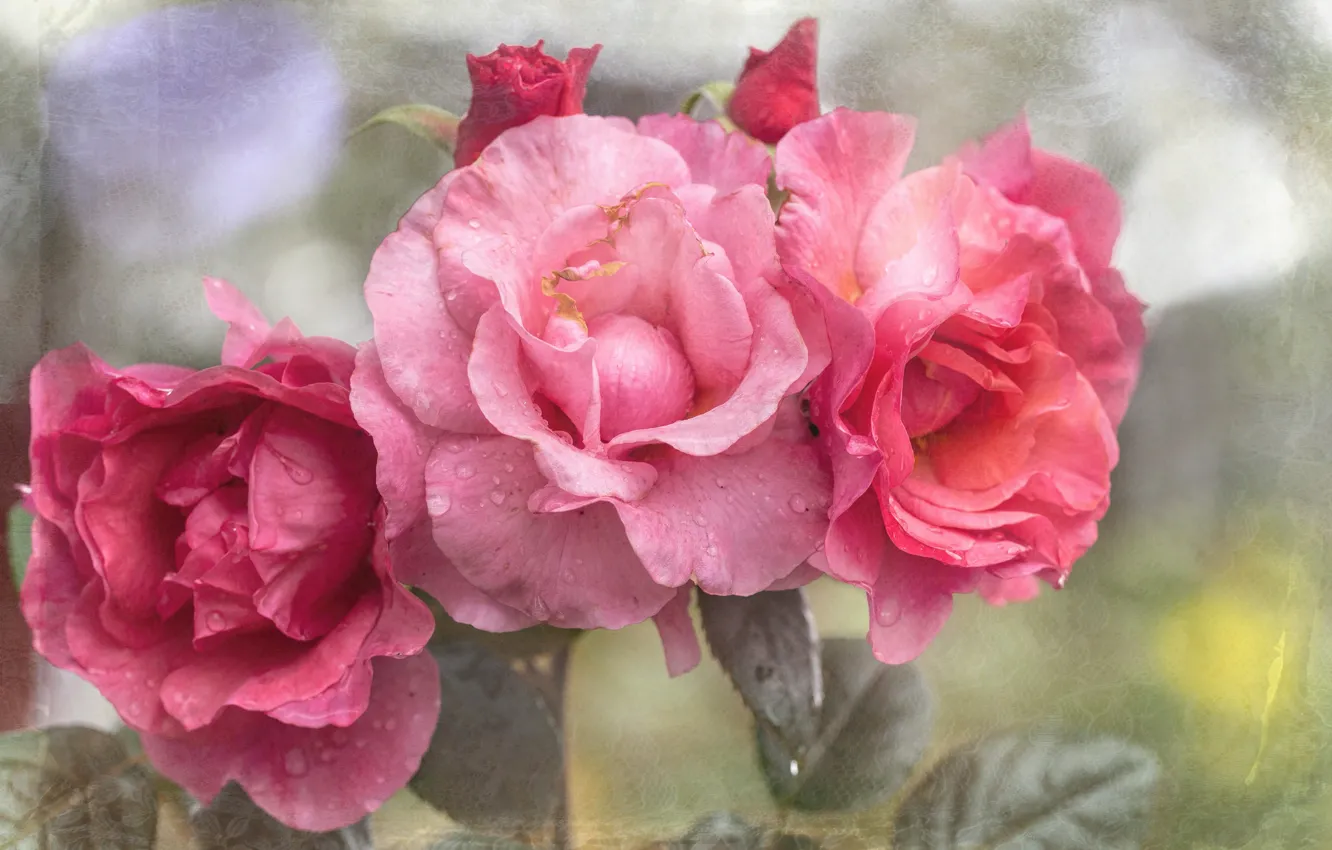 Photo wallpaper rose, texture, petals