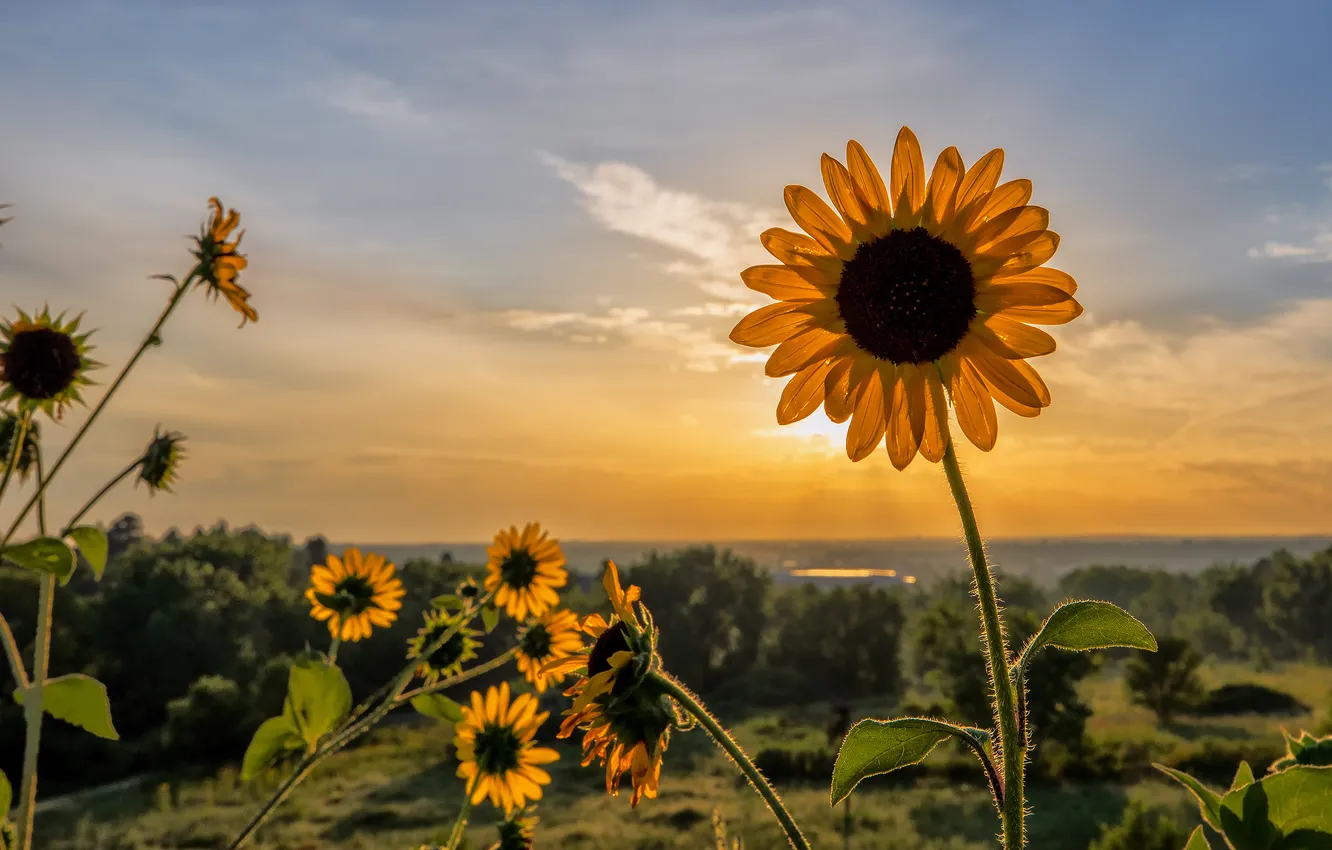 Photo wallpaper the sky, sunflowers, sunset, flowers