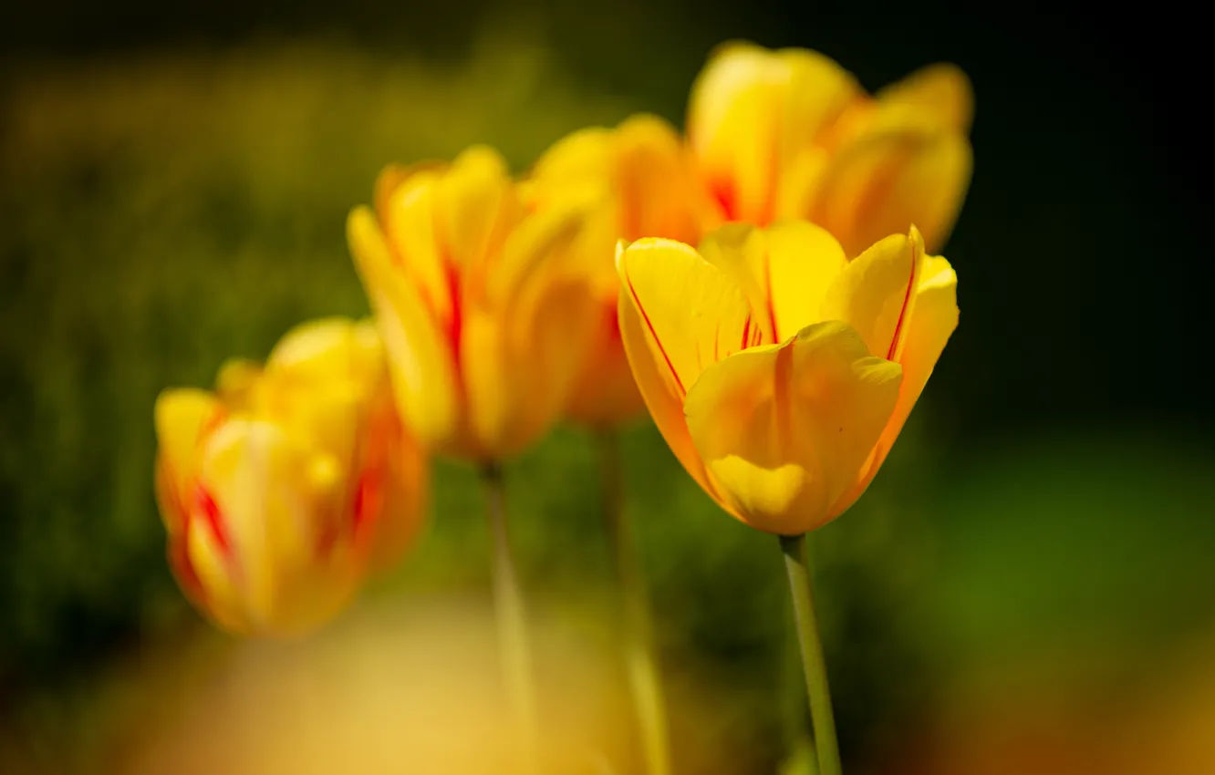Photo wallpaper flowers, blur, spring, yellow, tulips, buds, bokeh