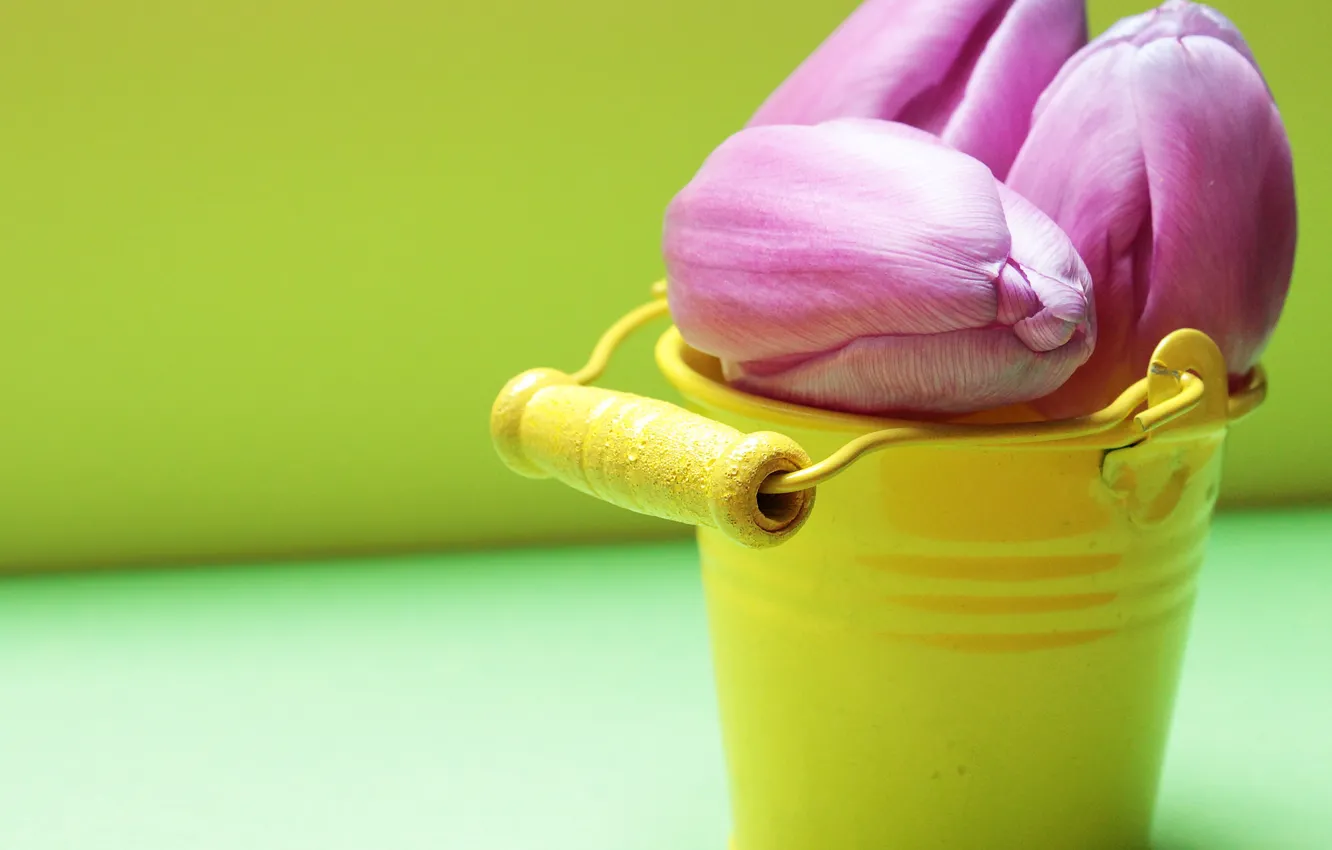 Photo wallpaper flowers, bucket, tulips, HEAD