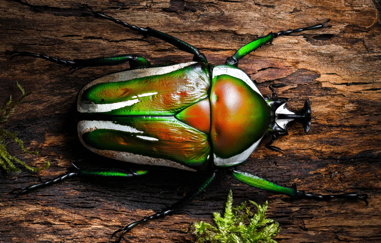 Photo wallpaper macro, trees, nature, green, pattern, beetle, insect, bark