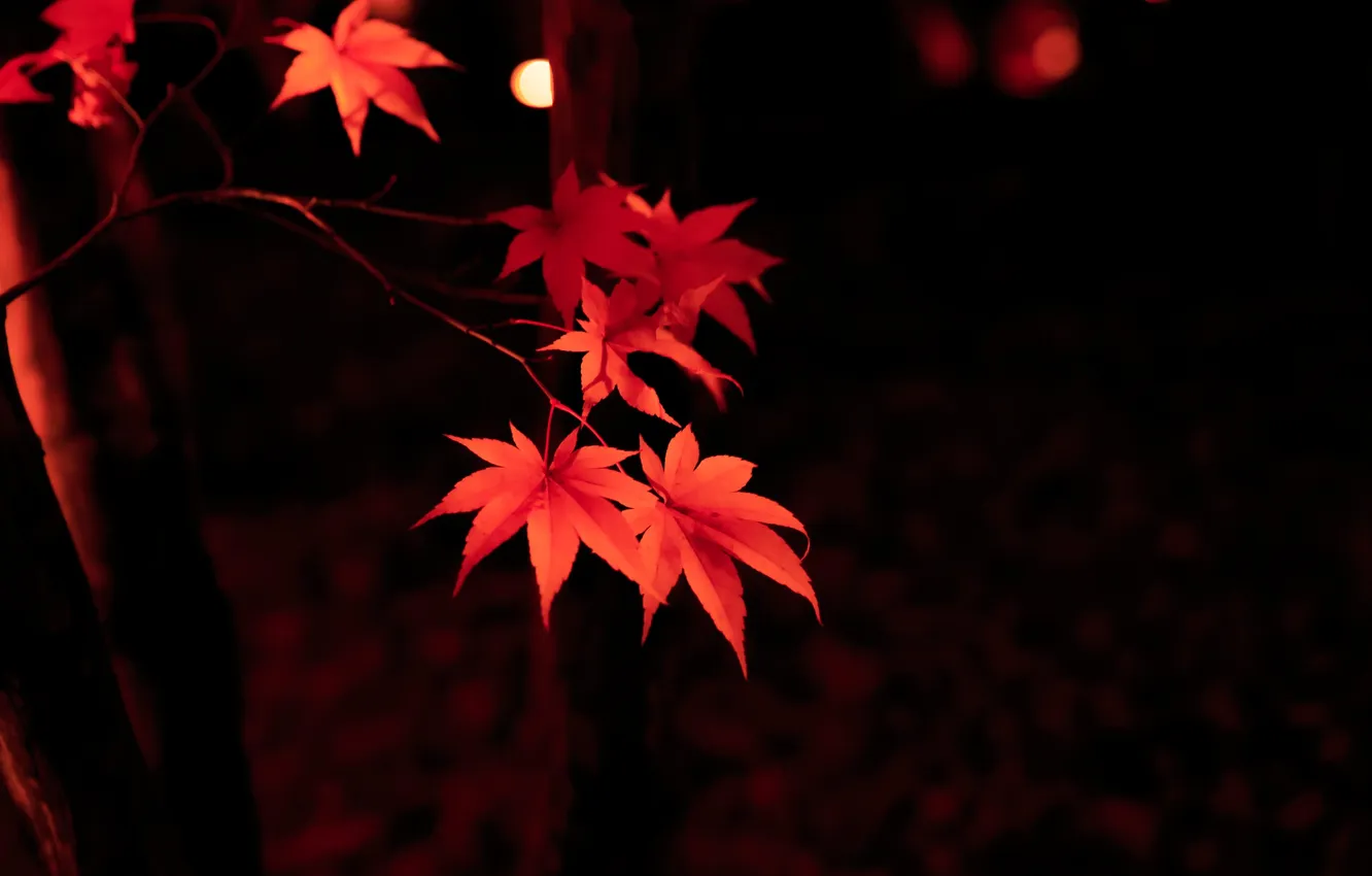 Photo wallpaper autumn, leaves, macro, maple