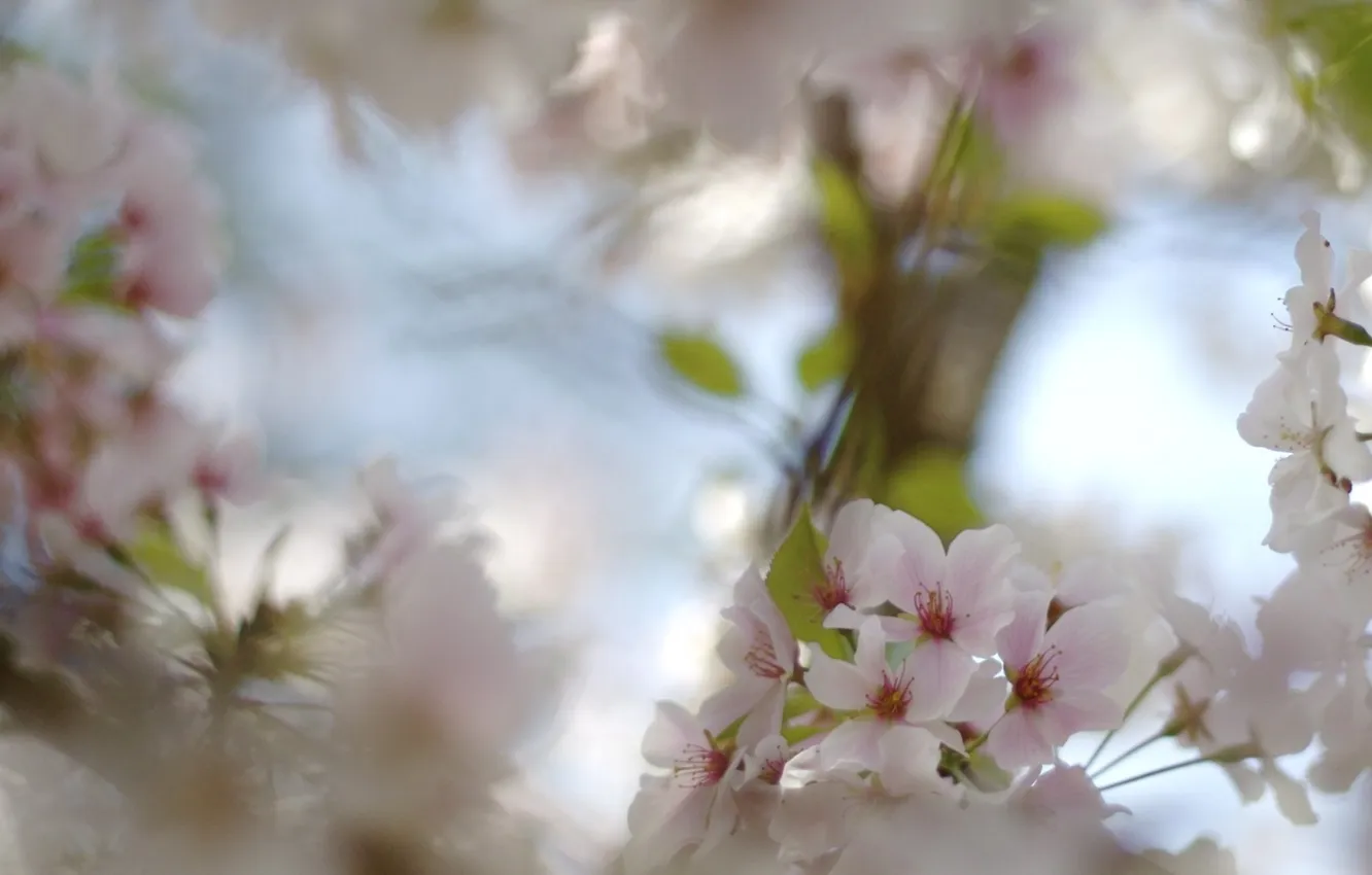 Photo wallpaper macro, flowers, branches, cherry, flowering