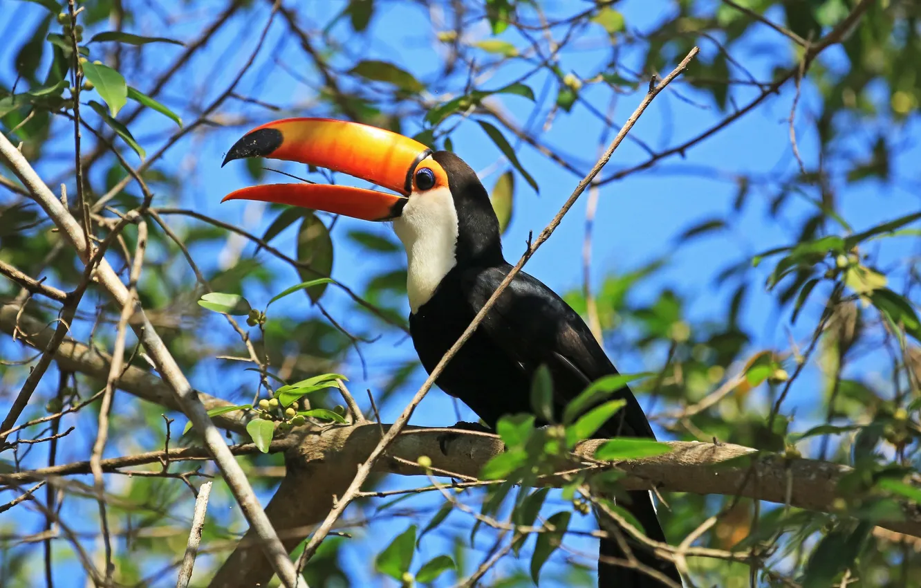 Photo wallpaper the sky, trees, branches, bird, beak, Toucan