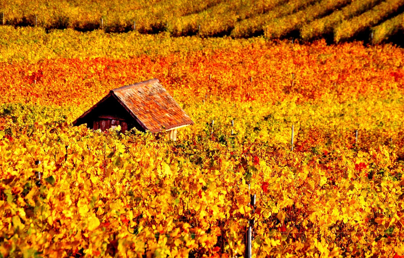 Photo wallpaper autumn, vineyard, house, vine