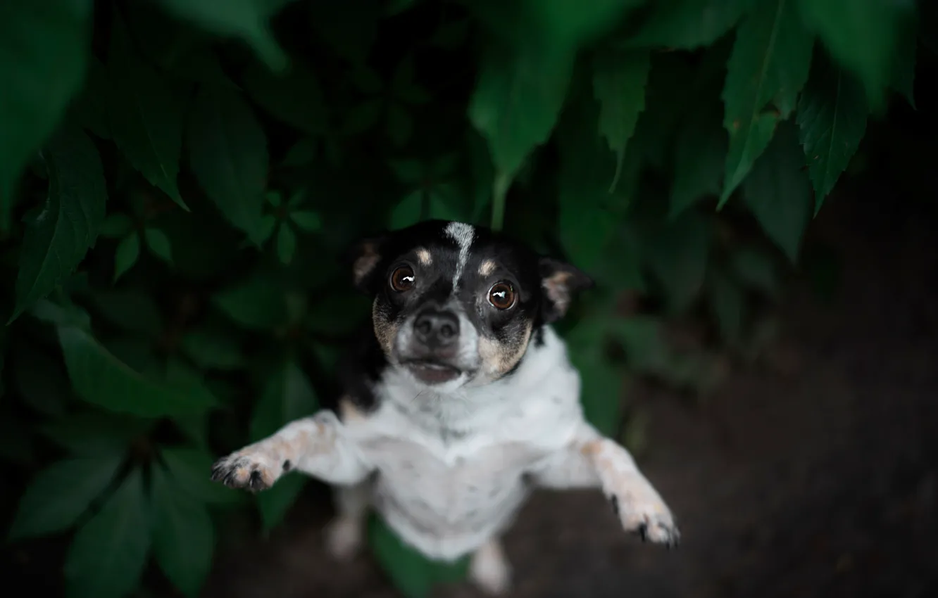 Photo wallpaper look, leaves, paws, face, Chihuahua, stand, doggie, dog