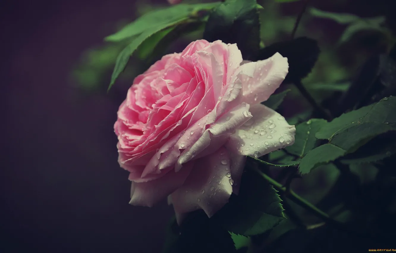 Photo wallpaper drops, flowers, Rosa, tenderness, rose, roses, beauty, petals