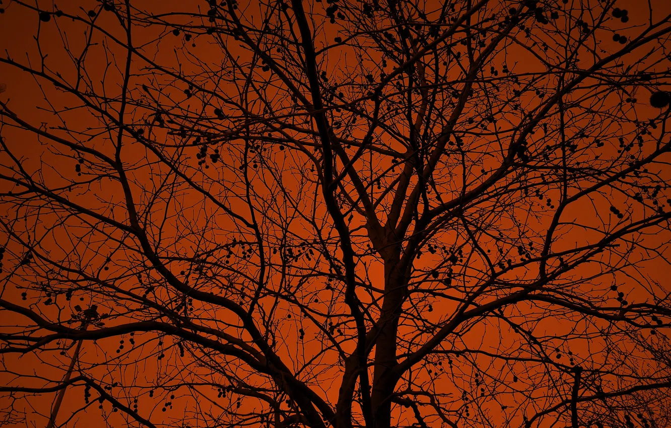 Photo wallpaper the sky, branches, tree, silhouette, glow