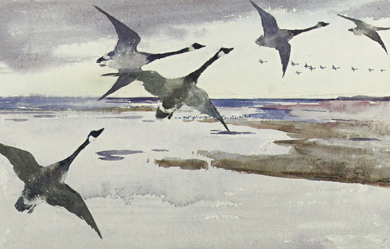 Photo wallpaper bird, figure, watercolor, The Canada goose, Frank Weston Benson