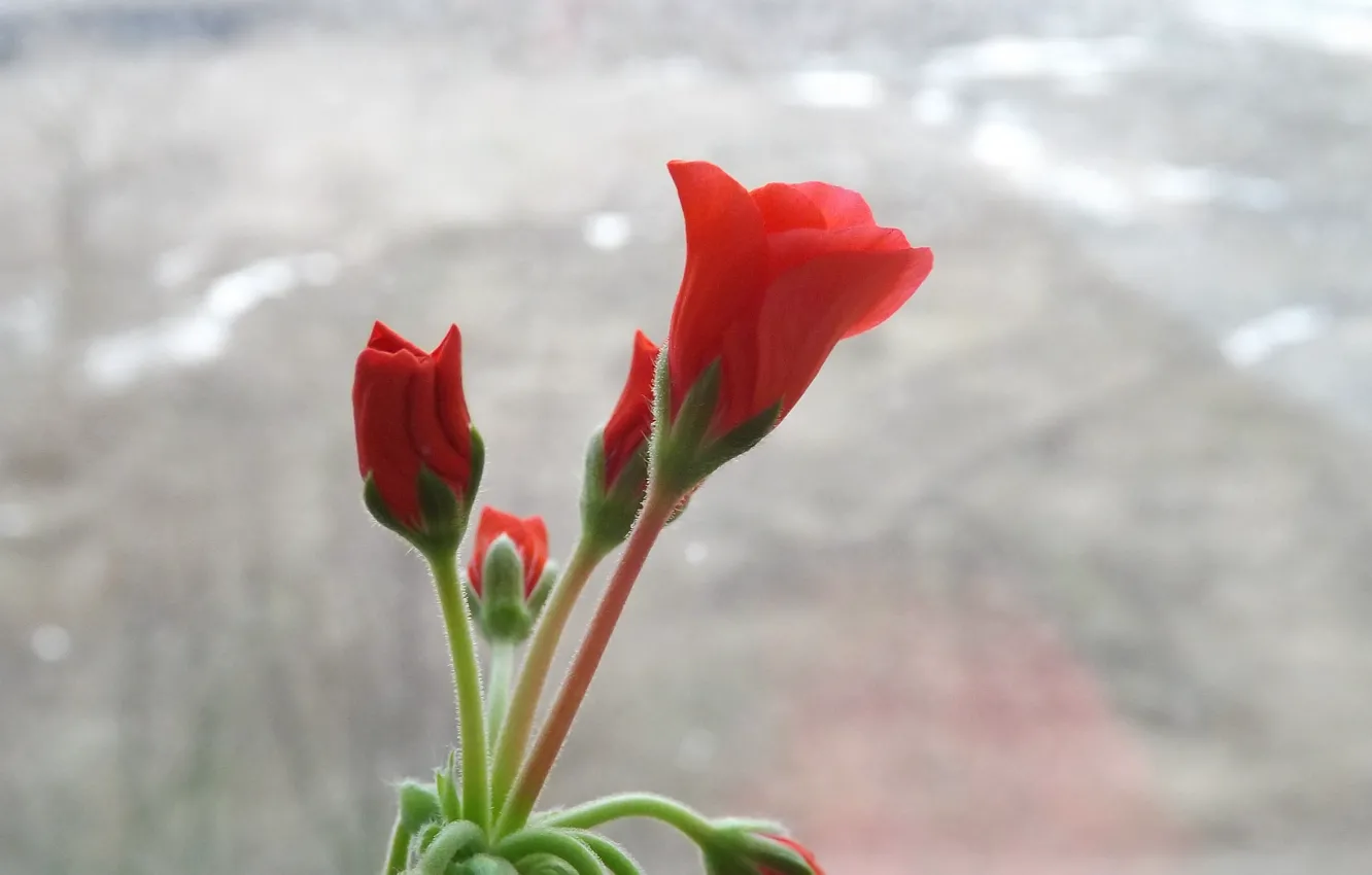 Photo wallpaper flowers, red, spring, small, buds, geranium
