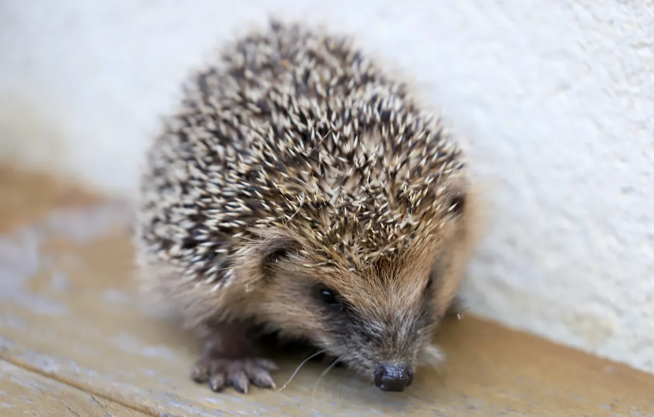 Photo wallpaper nature, background, hedgehog
