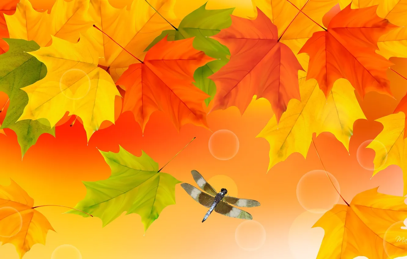 Photo wallpaper autumn, leaves, collage, dragonfly, insect, maple