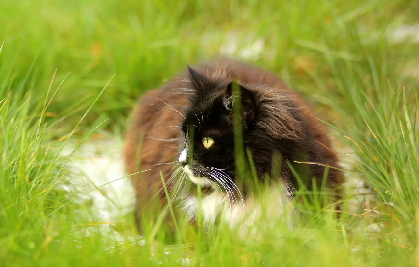 Photo wallpaper cat, summer, grass, cat, look, nature, black and white