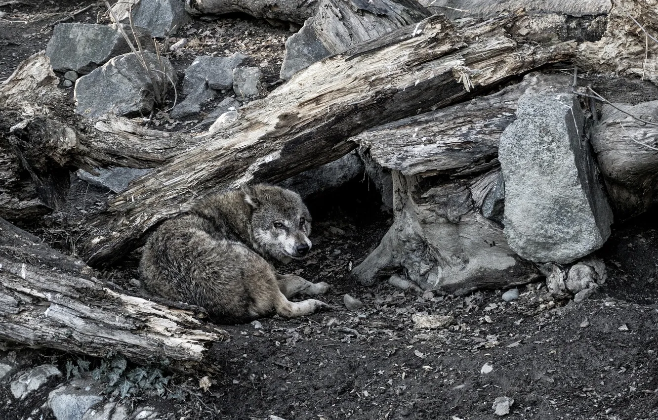 Photo wallpaper Predator, nature, snow, face, animal, wolf, wolves, canis lupus