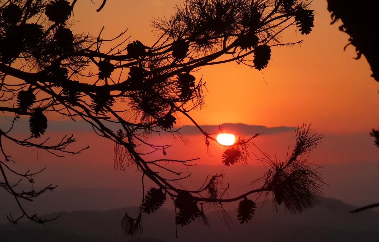 Photo wallpaper the sky, the sun, clouds, sunset, branches, silhouette, bumps, pine