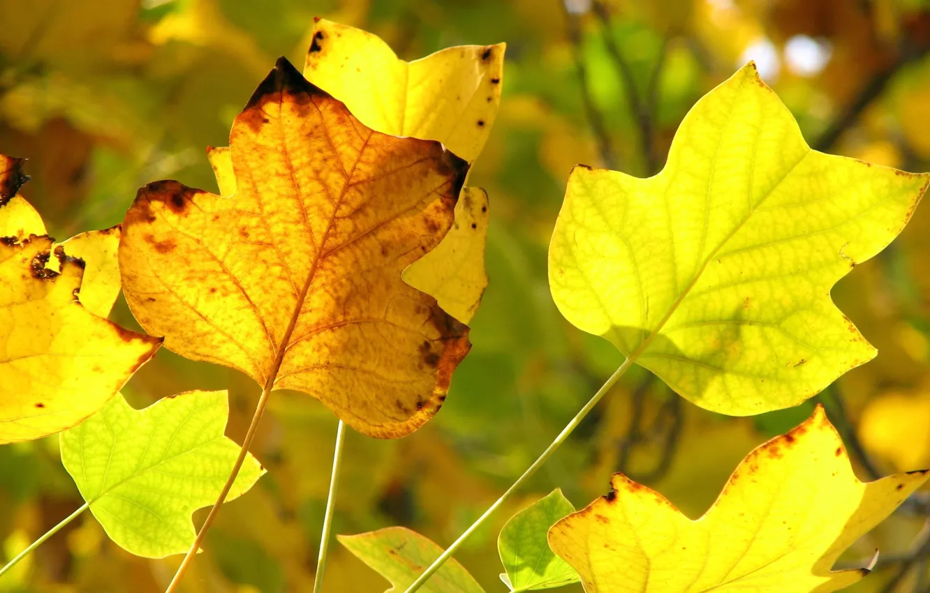 Photo wallpaper autumn, yellow, foreground, yellow leaves