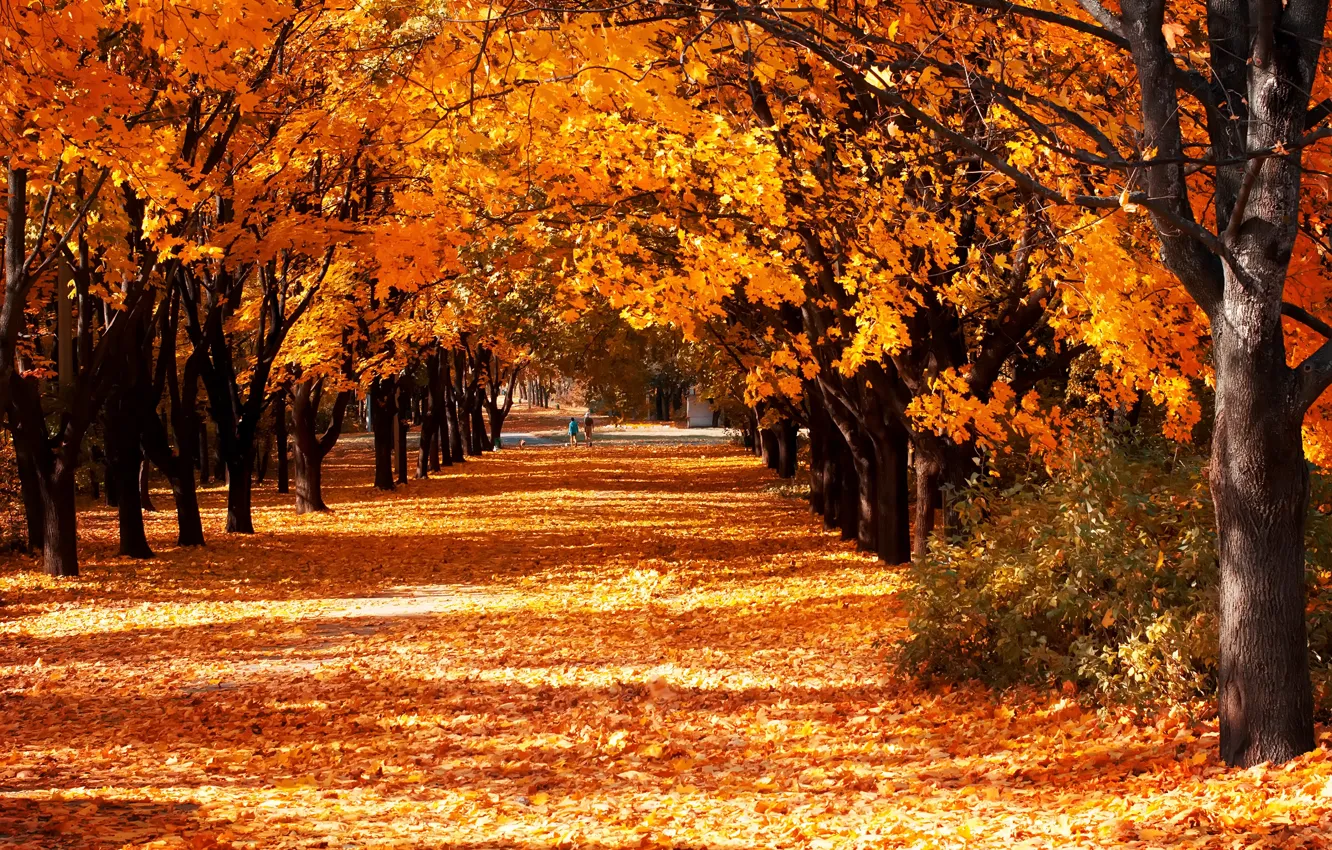 Photo wallpaper autumn, leaves, trees, yellow, Park, Sunny, alley