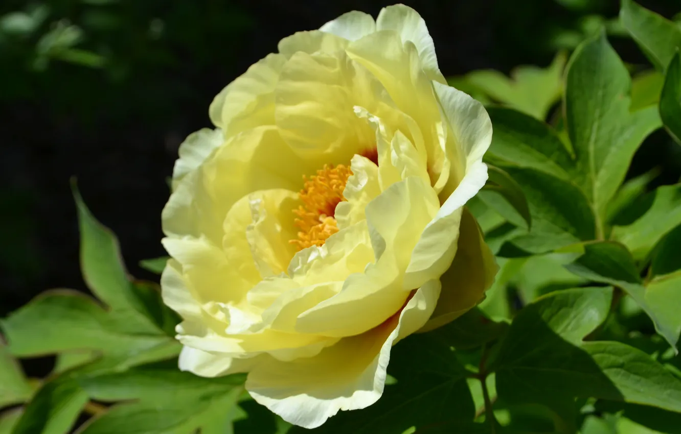 Photo wallpaper macro, yellow, petals, peonies