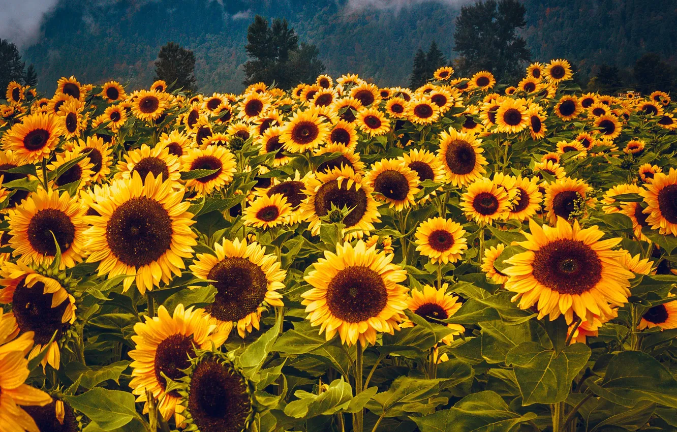 Photo wallpaper forest, sunflowers, flowers, mountains, yellow, fog, a lot, sunflower