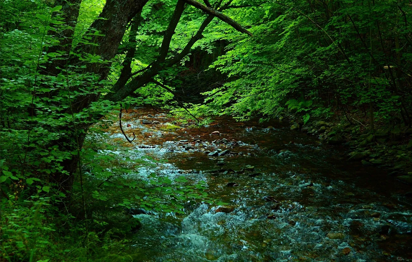 Photo wallpaper Greens, Nature, Stream, Trees, Forest, Nature, River, Green