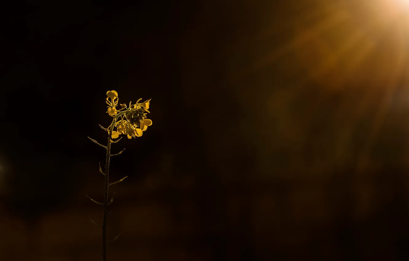 Photo wallpaper light, nature, rape