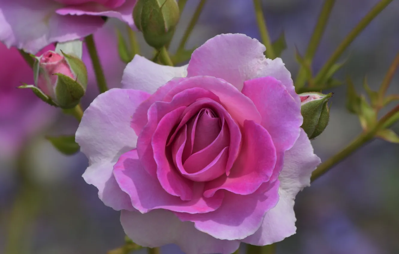 Photo wallpaper macro, roses, pink, buds